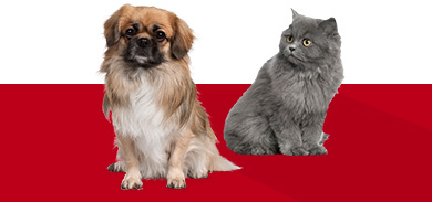 Коти, собаки