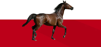 Коні